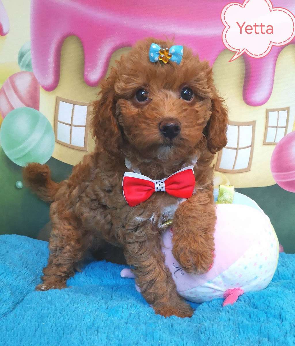 Yett o poodle puzzle online