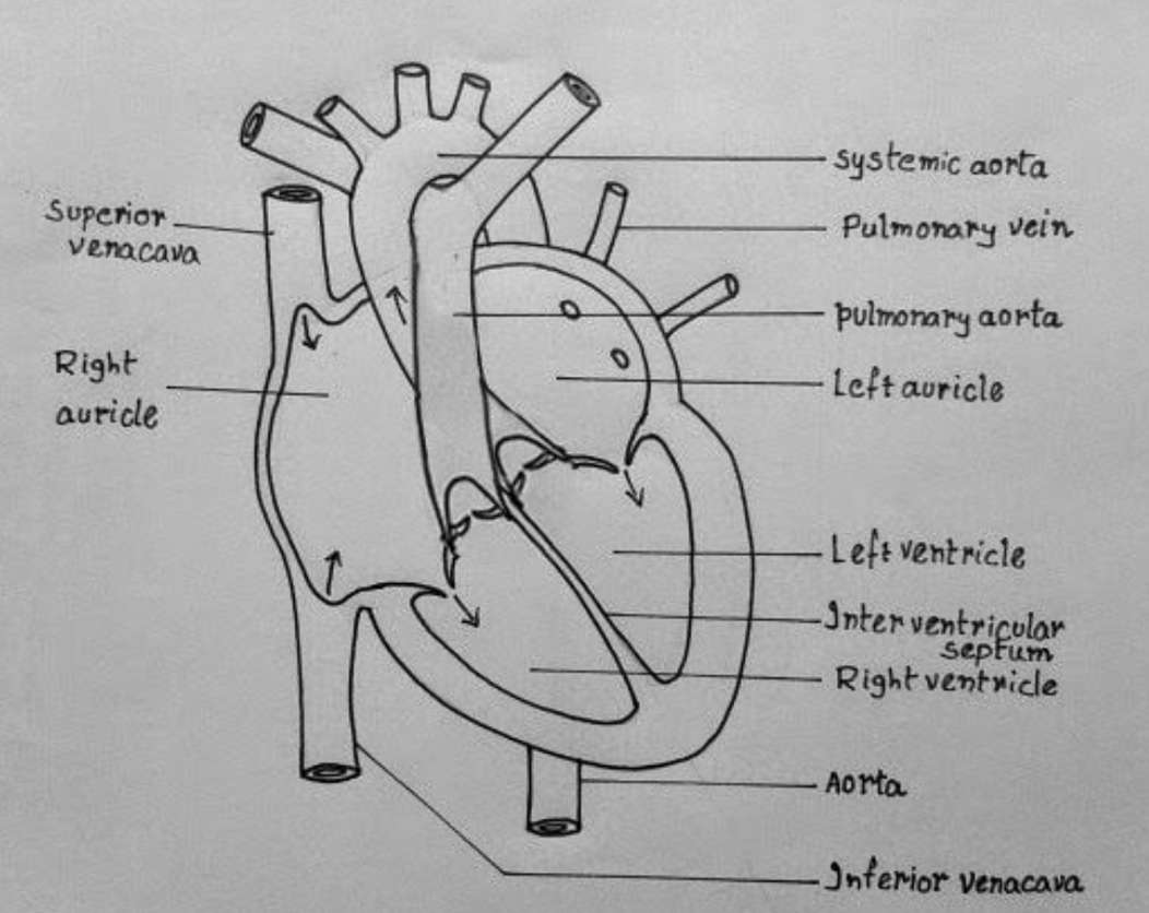 Heart Structure online puzzle
