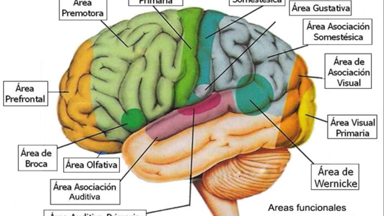 cerebral cortex puzzle online from photo