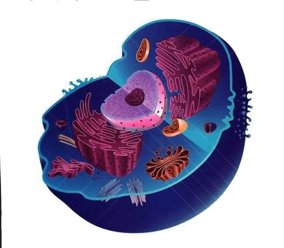 eukaryotic cell online puzzle