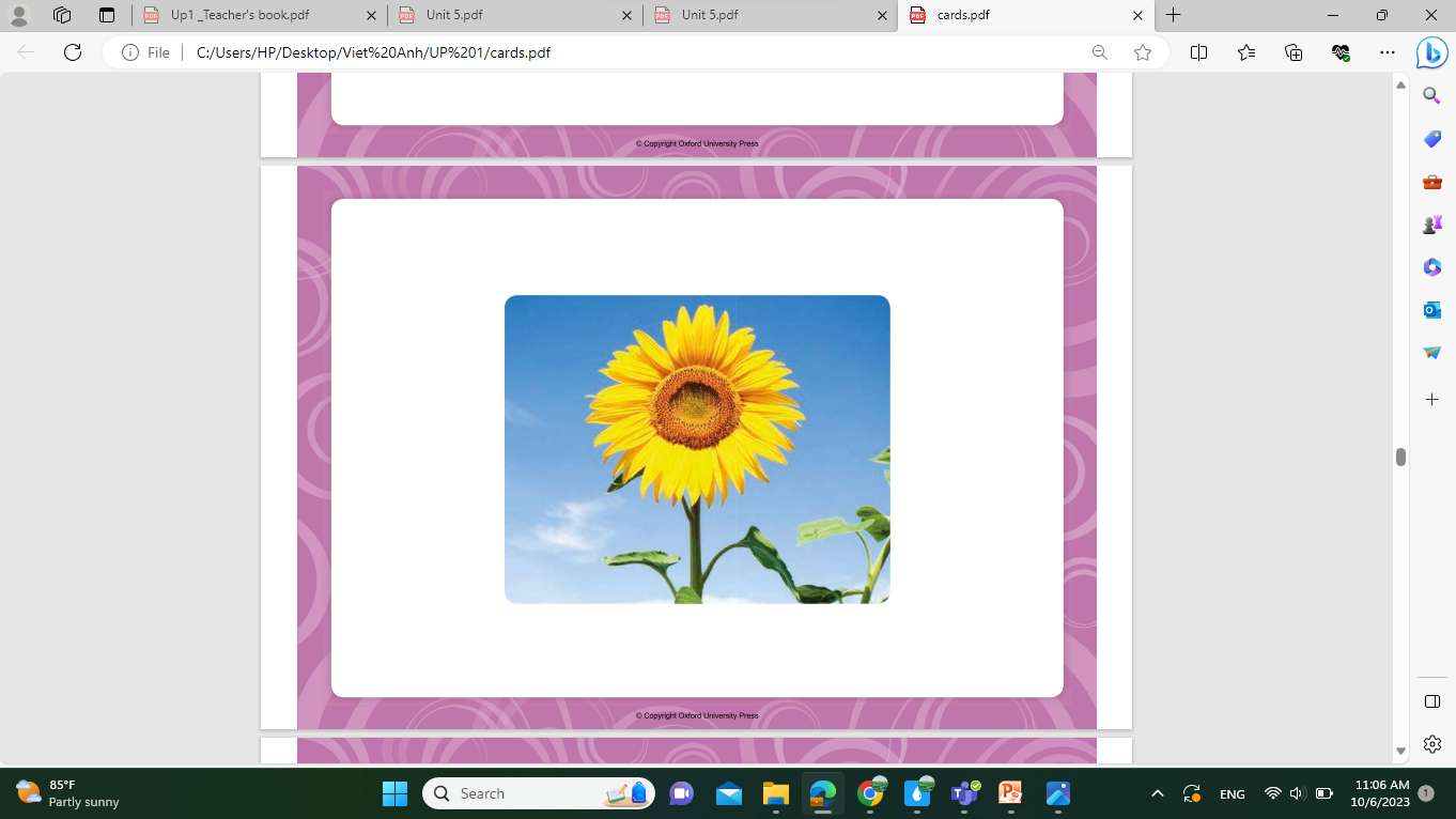 Flower ha puzzle online from photo