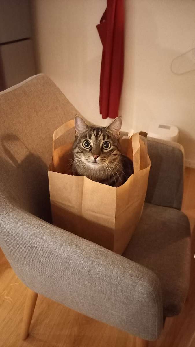 Кот в коробке пазл онлайн из фото