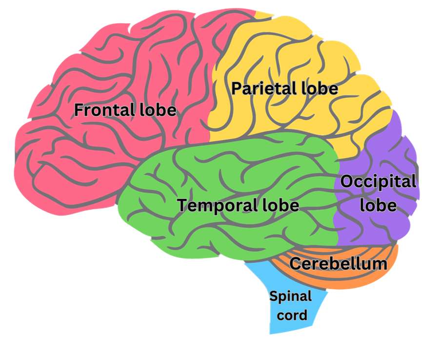 Partes do cérebro puzzle online