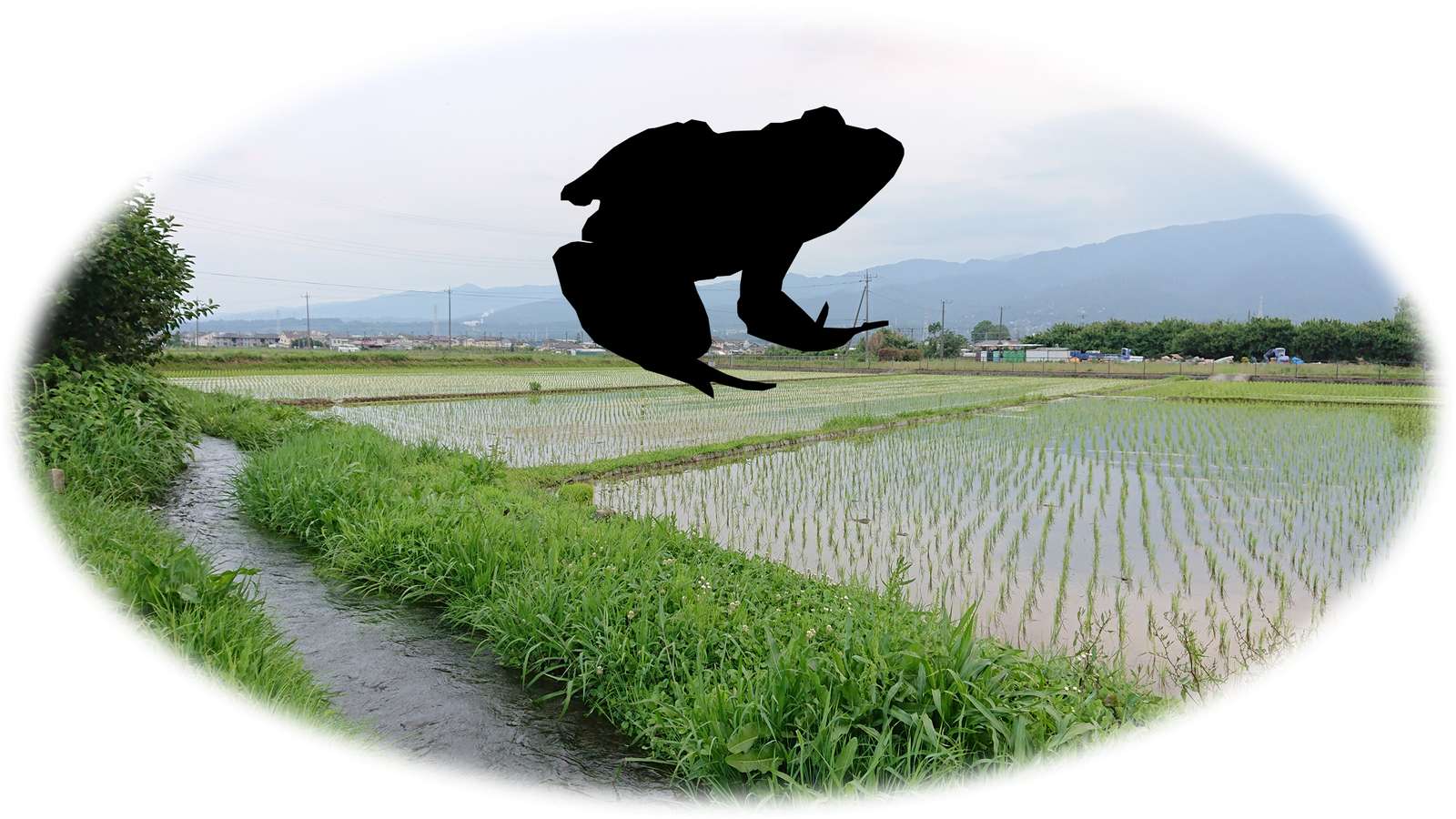 arrozal apto para ranas puzzle online a partir de foto
