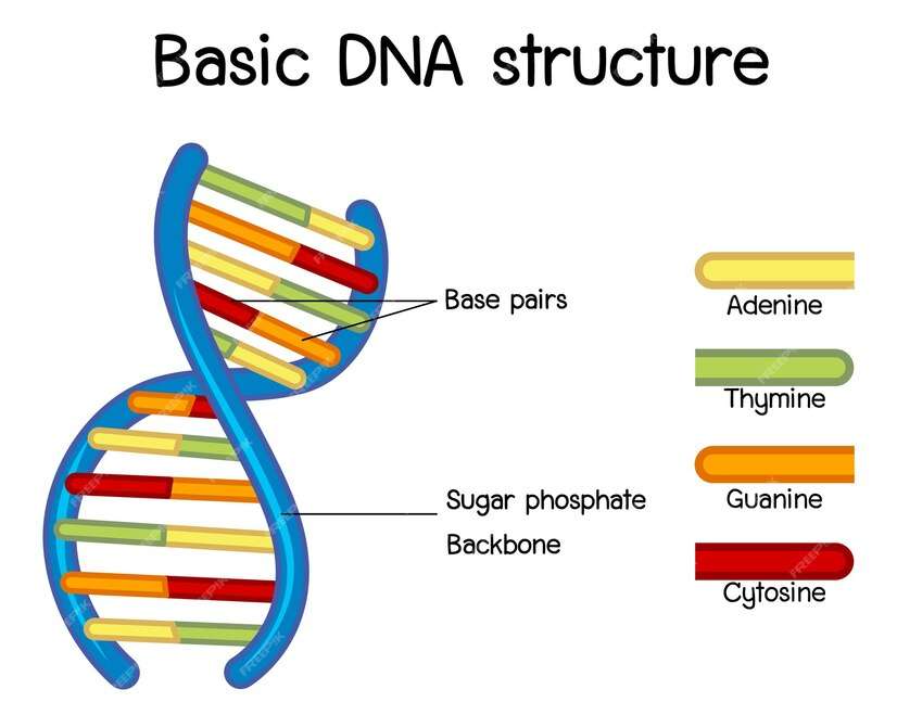 Piezas del rompecabezas de la estructura del ADN rompecabezas en línea