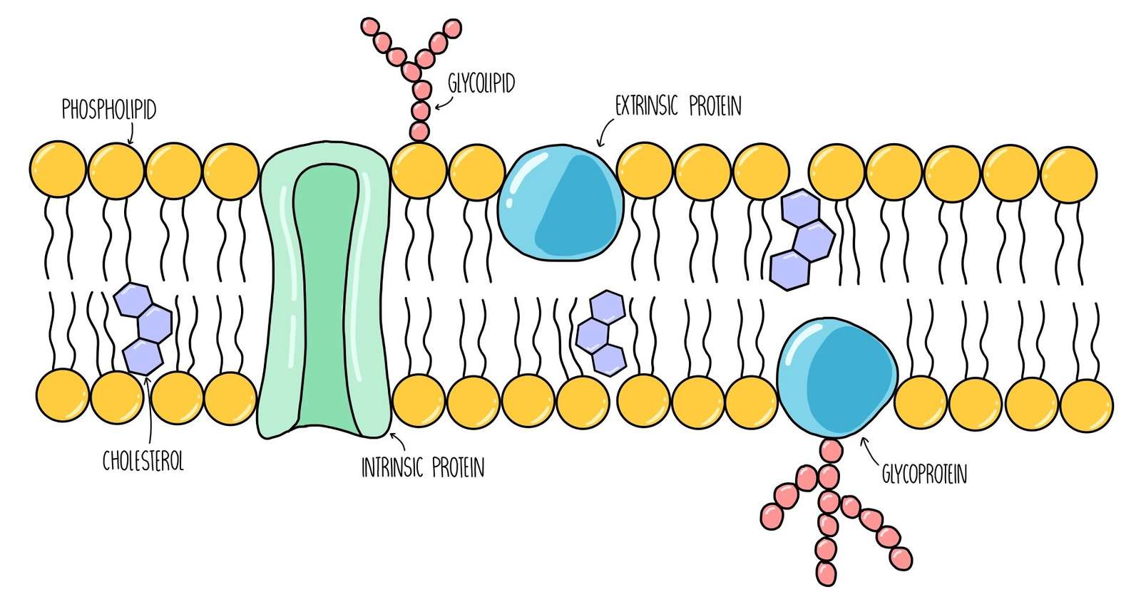 κυτταρική μεμβράνη online παζλ