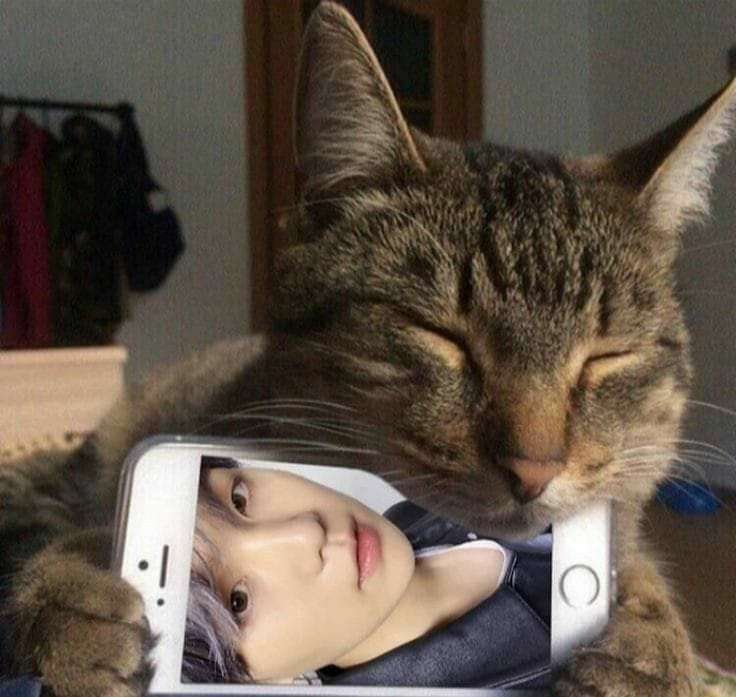 Юнги кот пазл онлайн из фото