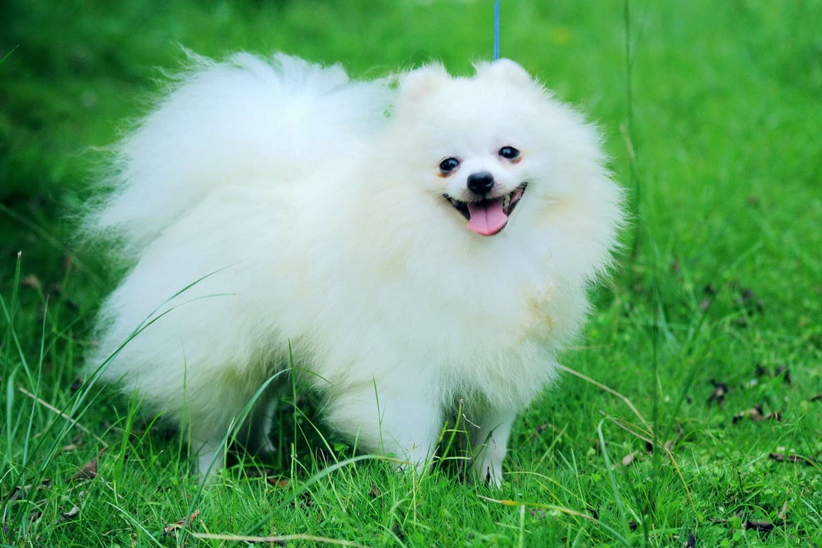 Pomeranian puzzle online from photo