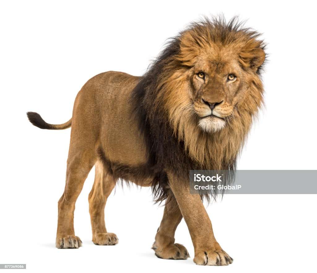 leeuw wild dier puzzel online van foto