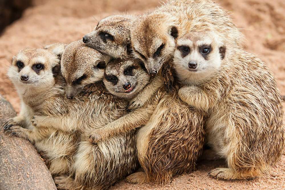 meerkats online puzzle