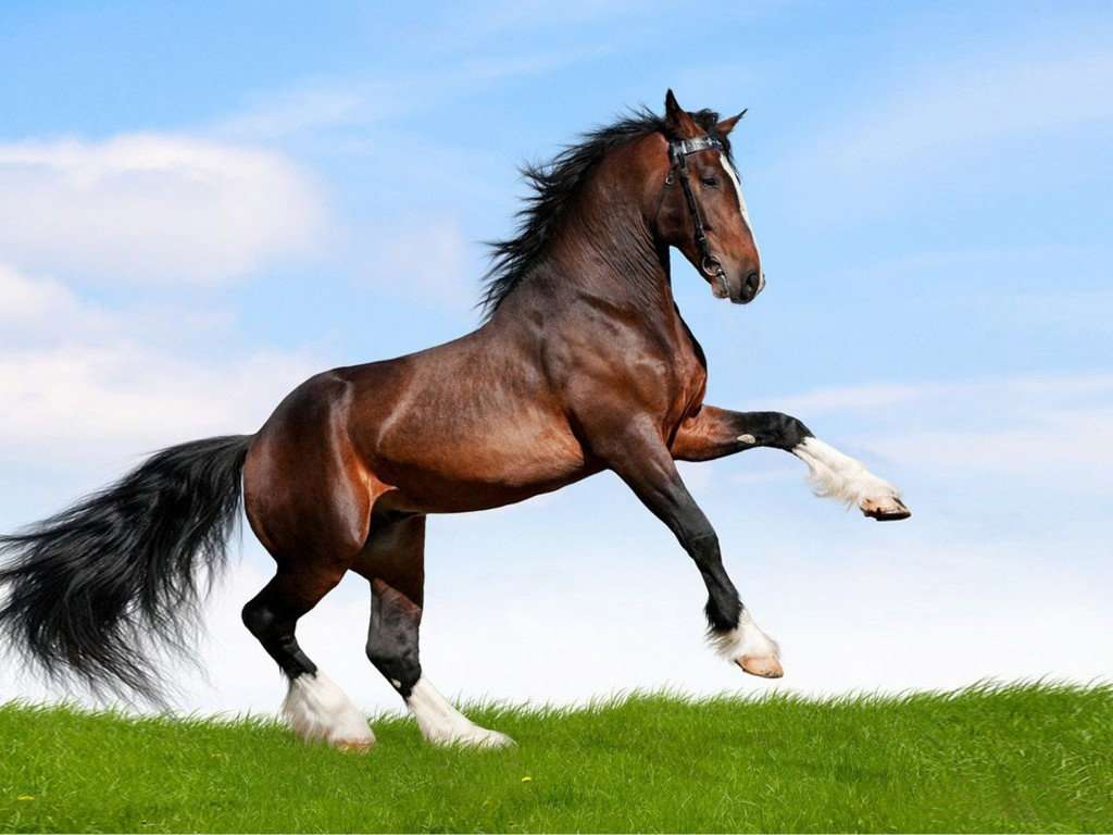 Kuda lari pussel online från foto