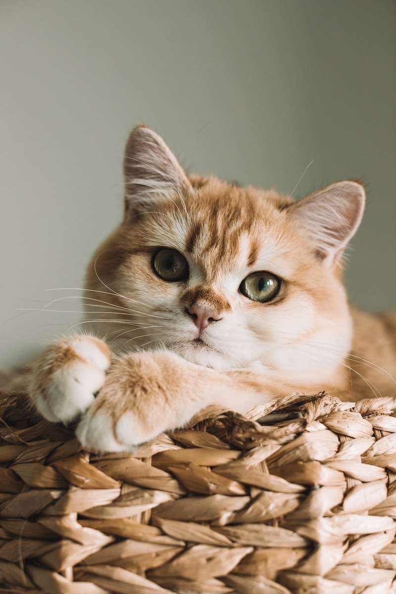 Roztomilé kočky puzzle online z fotografie
