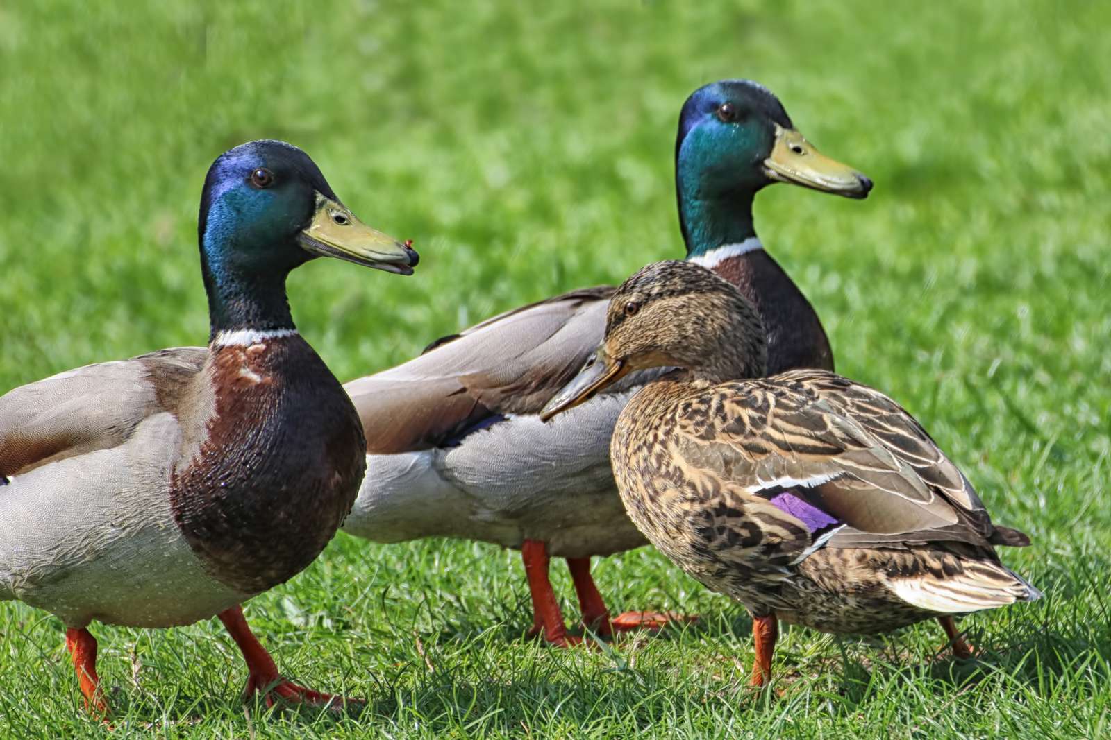 Ducks. puzzle online from photo