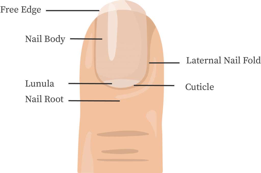 структура ногтя пазл онлайн из фото