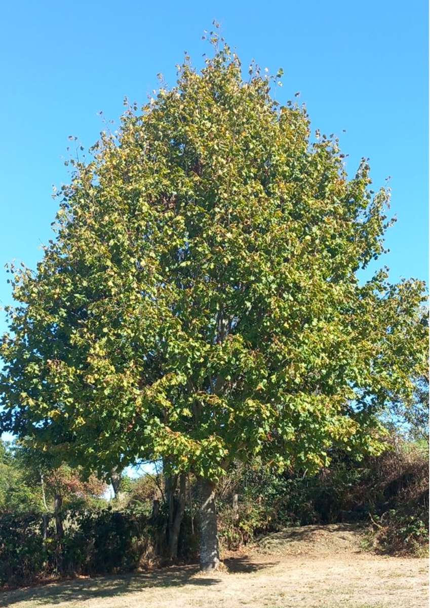 Födelsedagsträd pussel online från foto