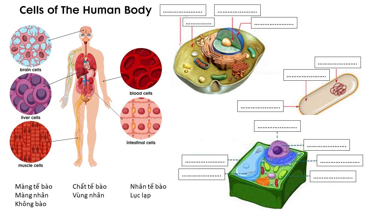 Cells of body, plant, animal puzzle online from photo