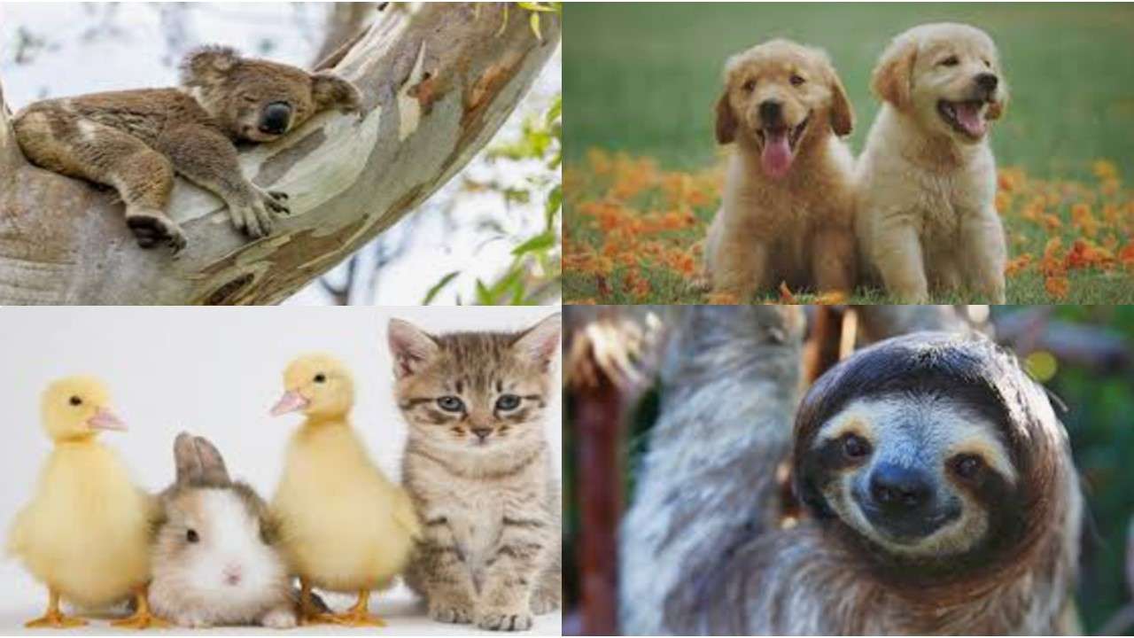 Cute Animals puzzle online from photo