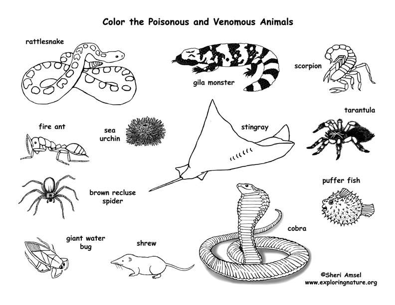 poisonous animals online puzzle