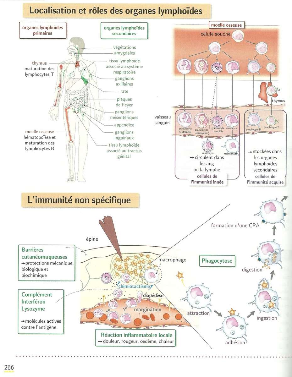 Immunanalys pussel online från foto