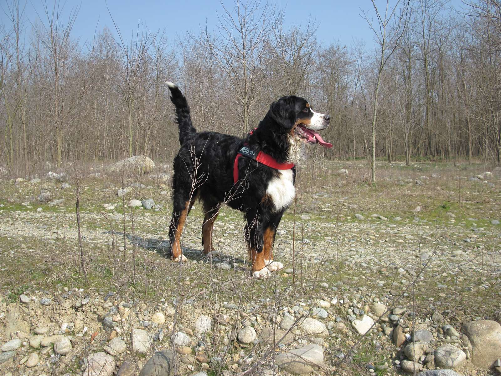 Margot, Bernese Mountain Dog puzzle online from photo