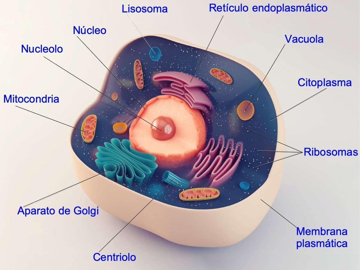 Procariontes puzzle online