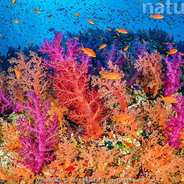 Отбеливание кораллов пазл онлайн из фото