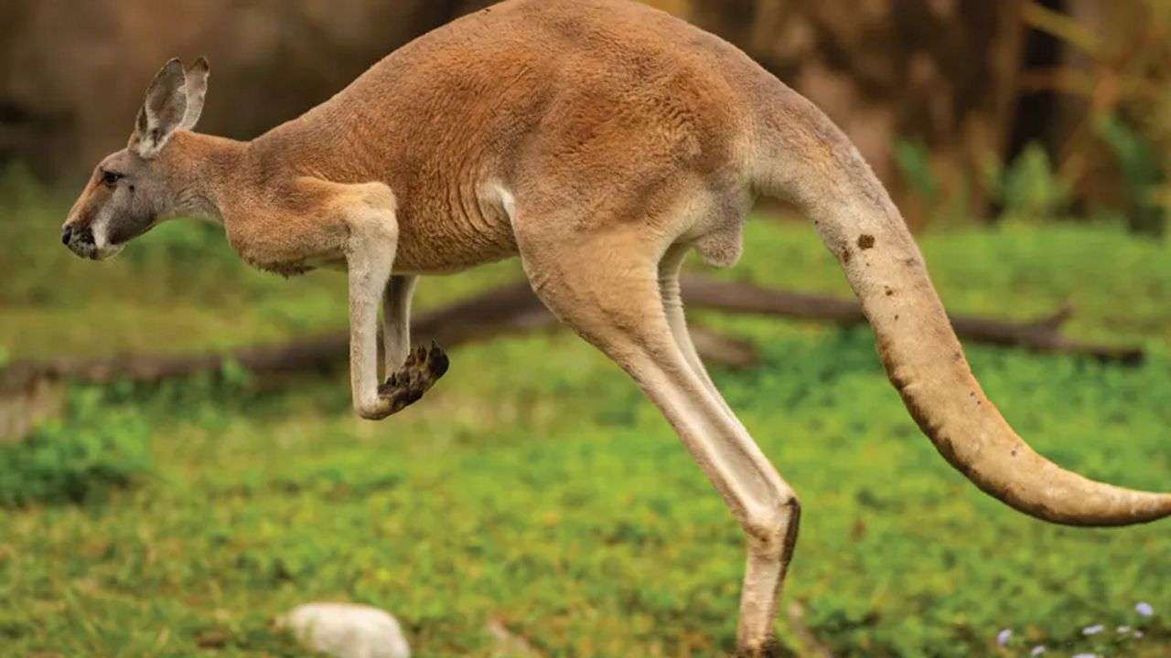 Kangaroo online puzzle
