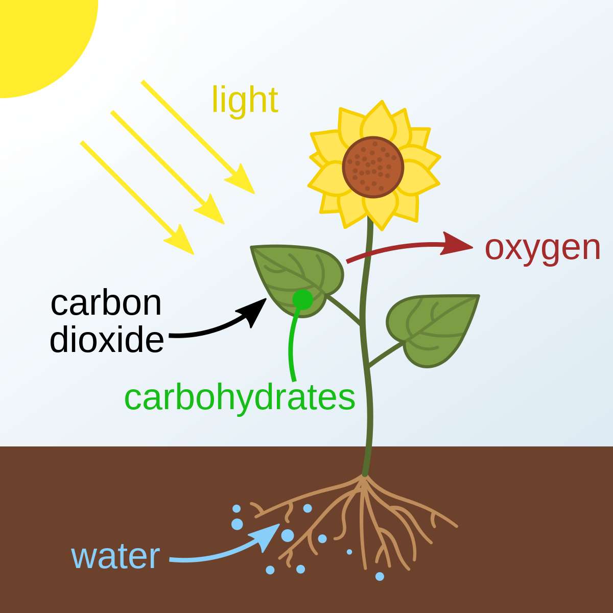 Fotosyntes pussel online från foto