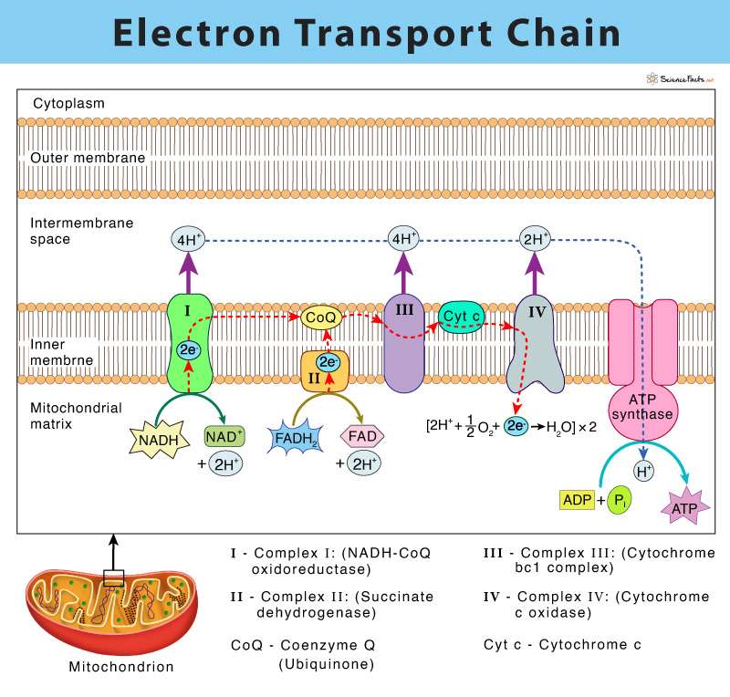 Cadena de transporte de electrones rompecabezas en línea
