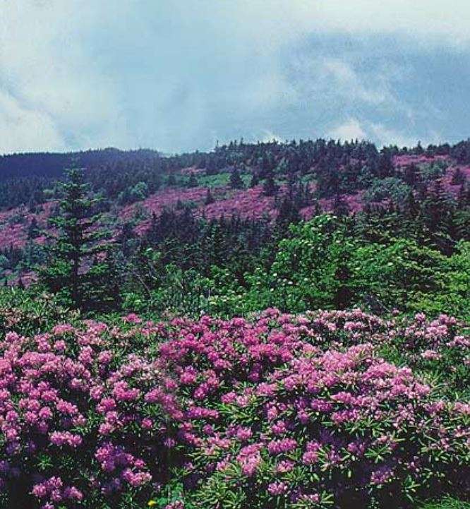 Roan Mountain - Βόρεια Καρολίνα online παζλ