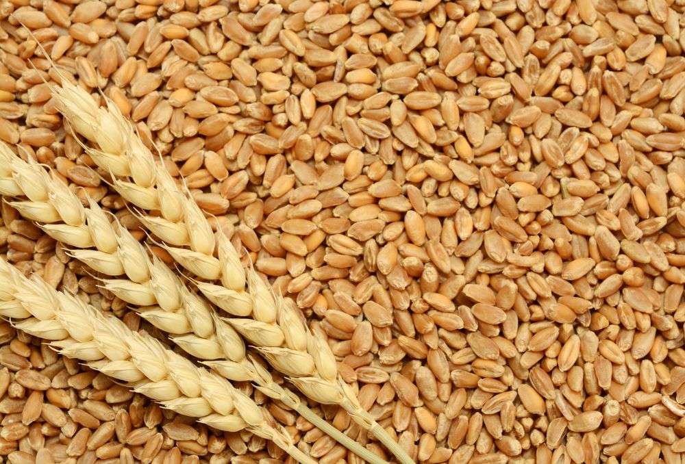 Мозайката за пшеница онлайн пъзел от снимка