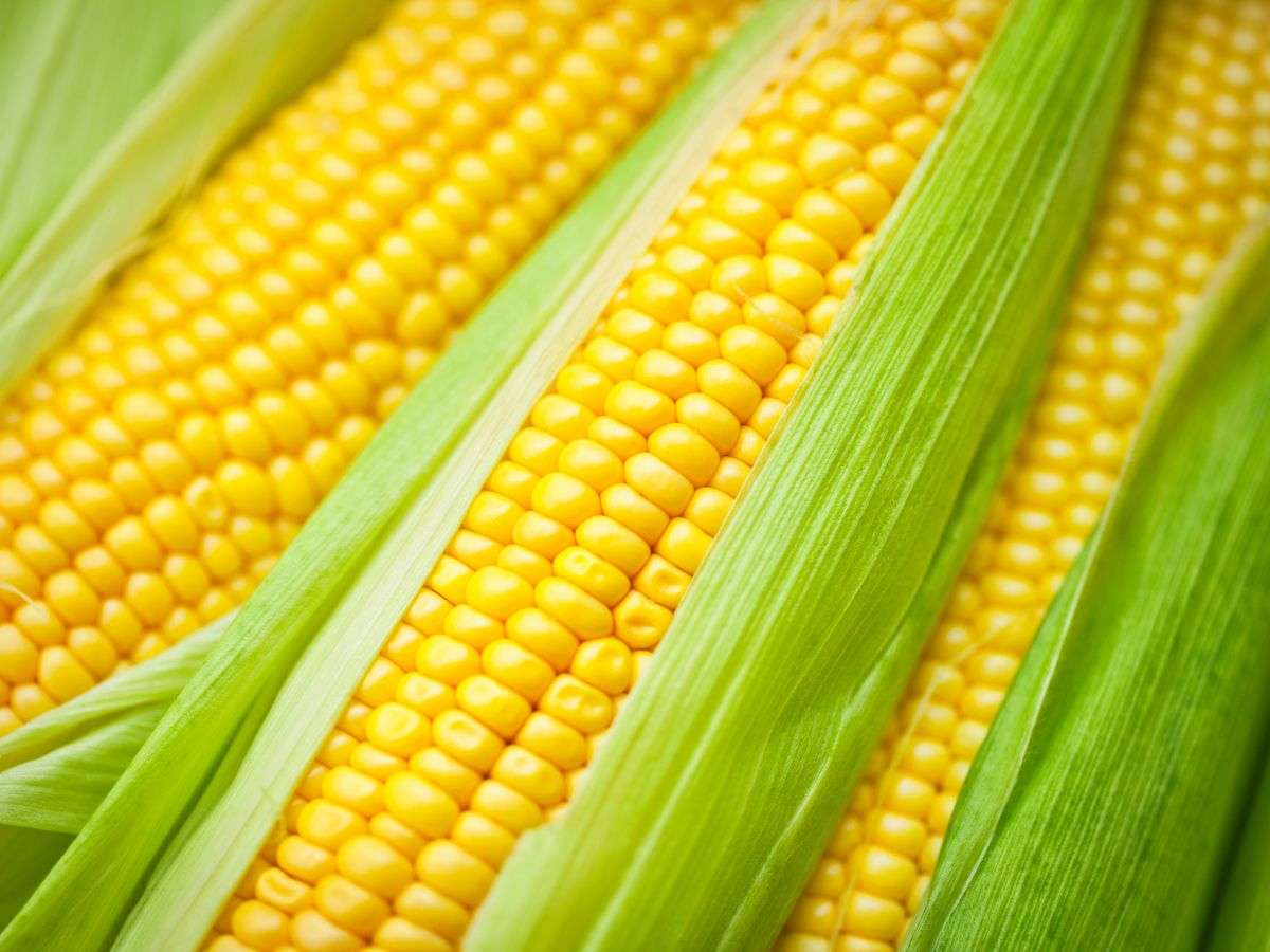 Kukorica kirakós puzzle online fotóról
