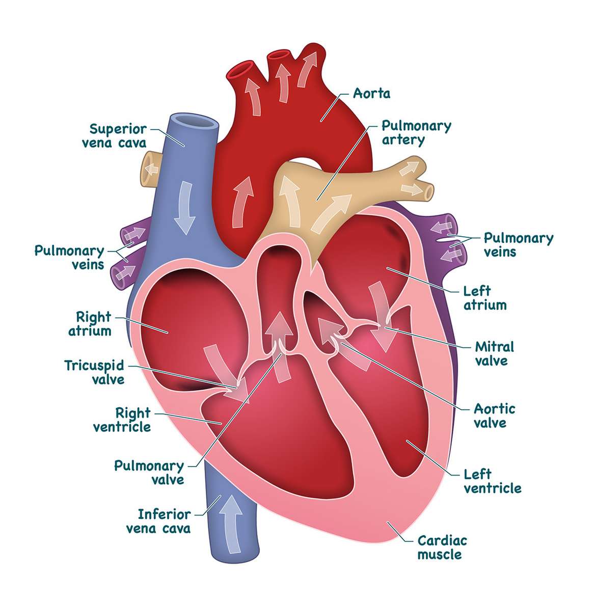 Human heart online puzzle