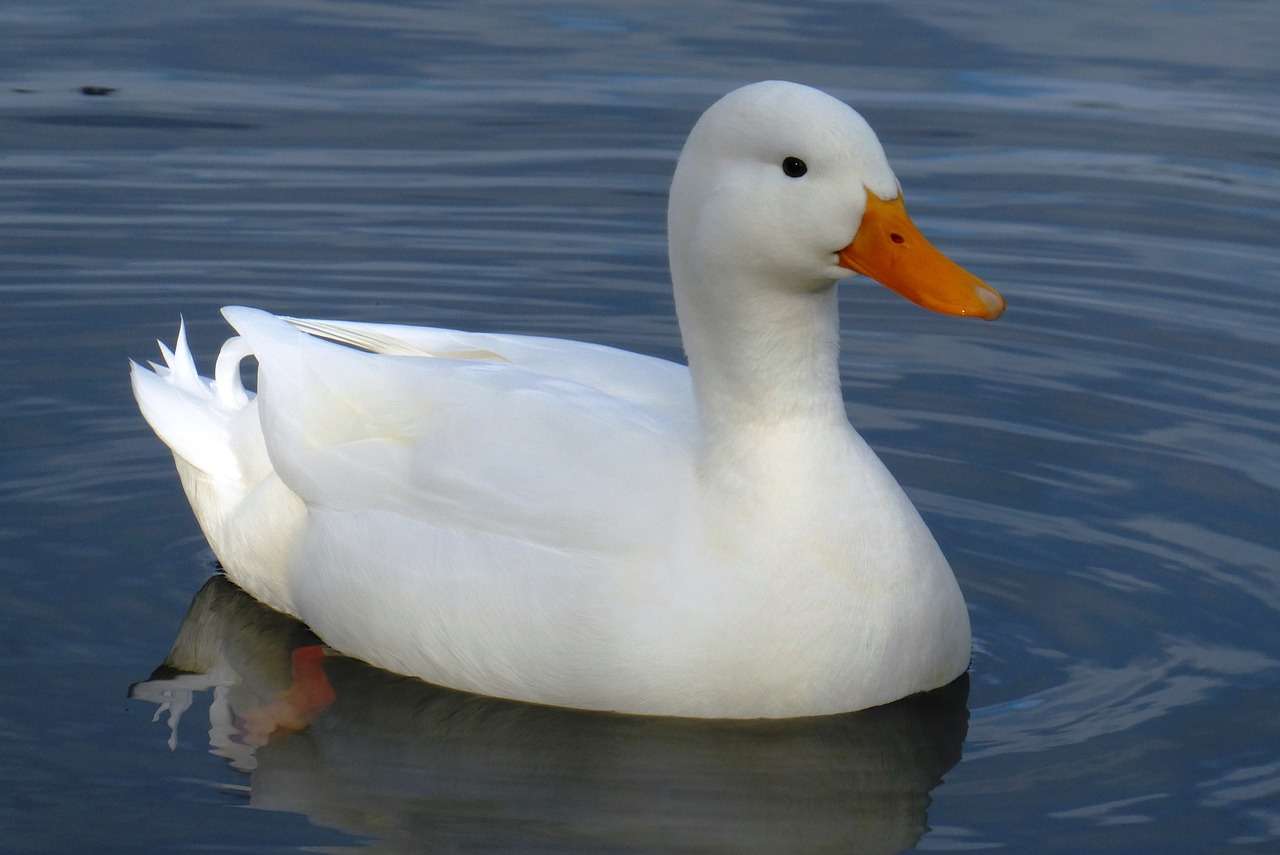 Duck Voir online puzzle