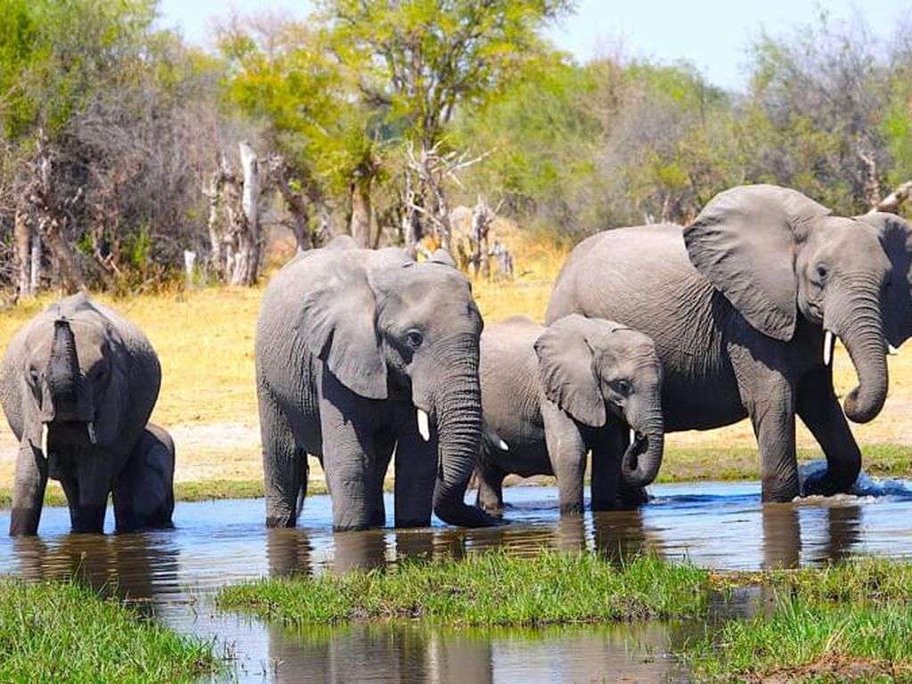 gajah tugas online puzzle
