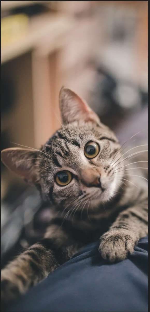 かわいい猫 写真からオンラインパズル