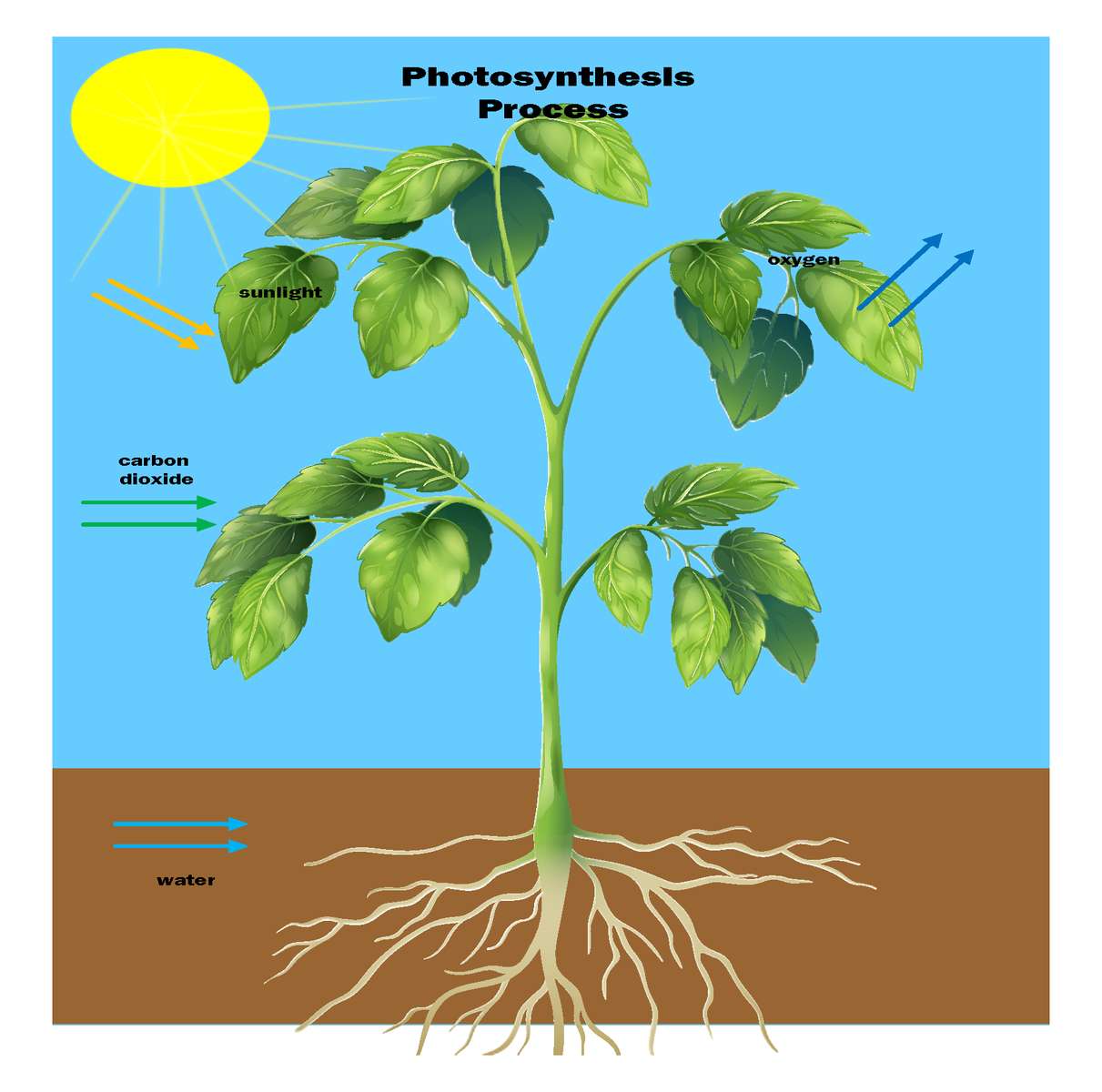 Фотосинтез онлайн-пазл