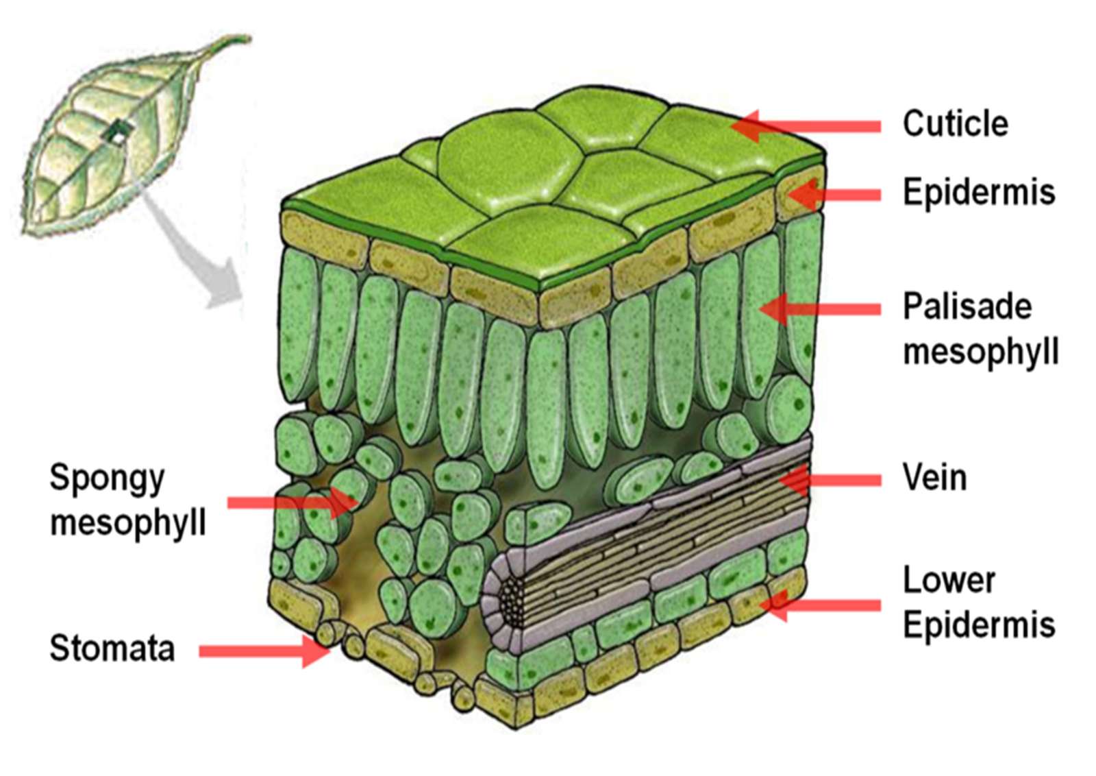 PHOTOSYNTHESIS MODEL BUILDING online puzzle