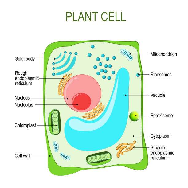 Растительная клетка онлайн-пазл