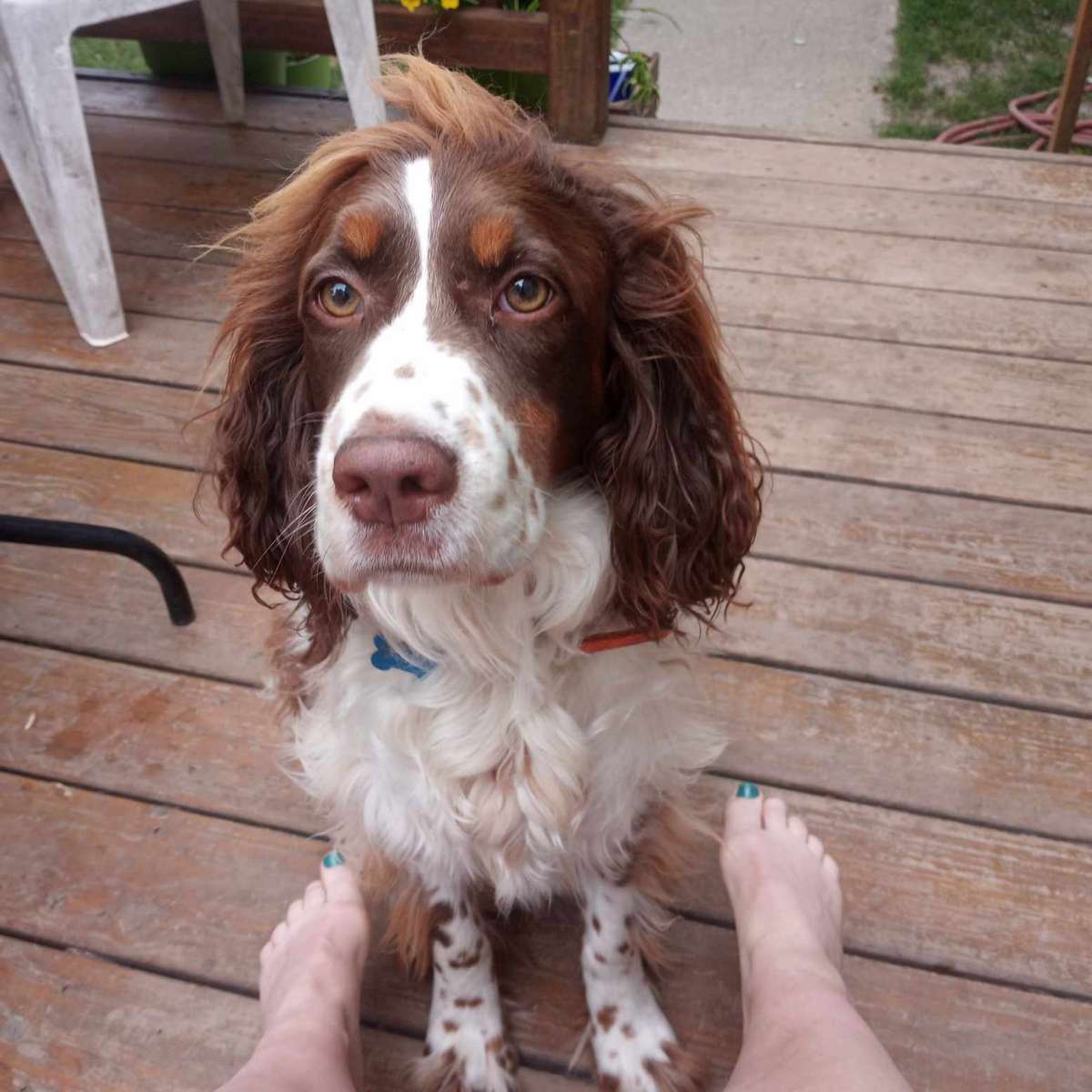 Roger lo Springer Spaniel puzzle online