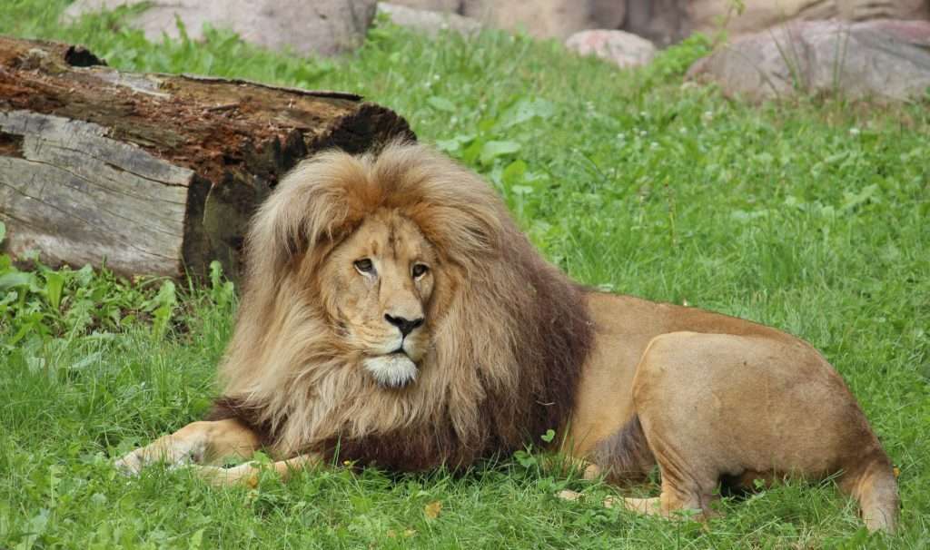 oroszlán állat puzzle online fotóról