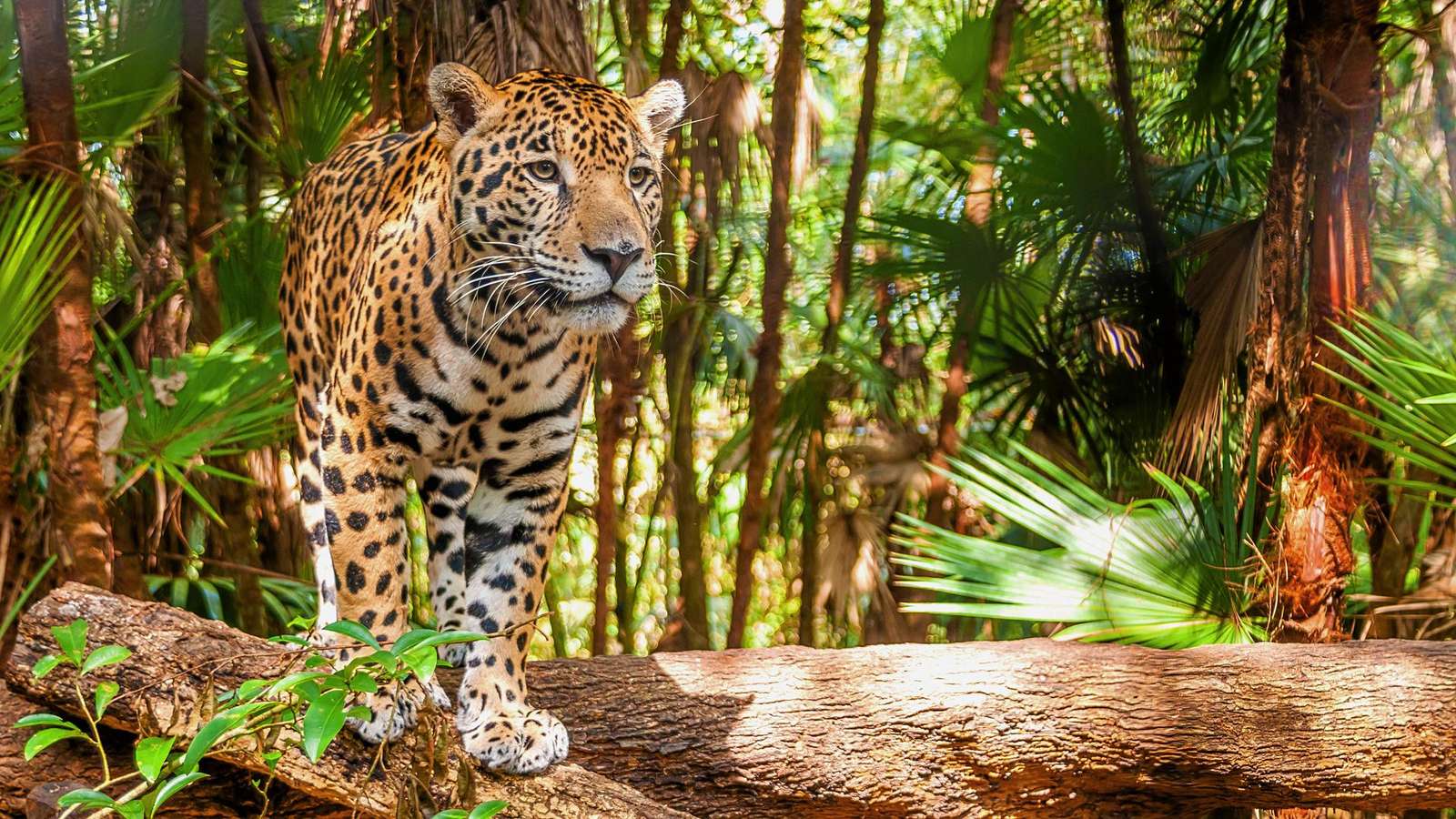Tigre em Belize puzzle online