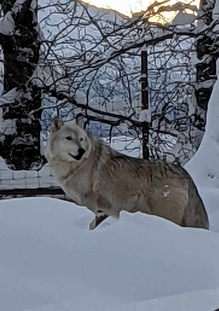 Сив вълк от Аляска онлайн пъзел