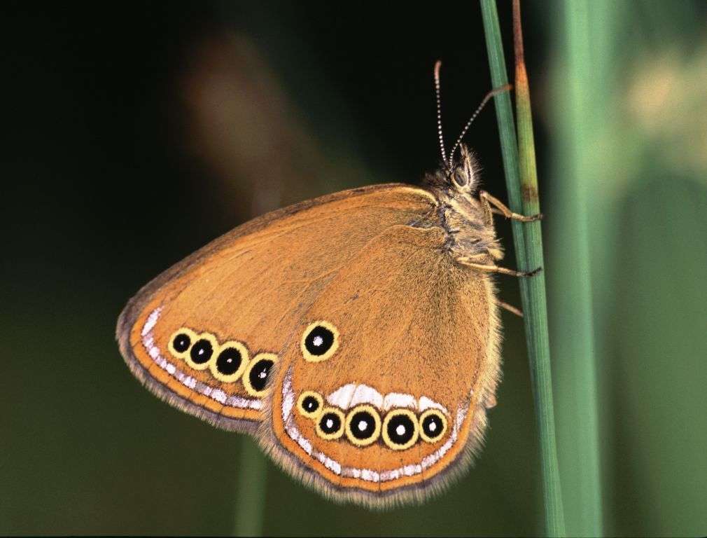 metulj barjanski rompecabezas en línea