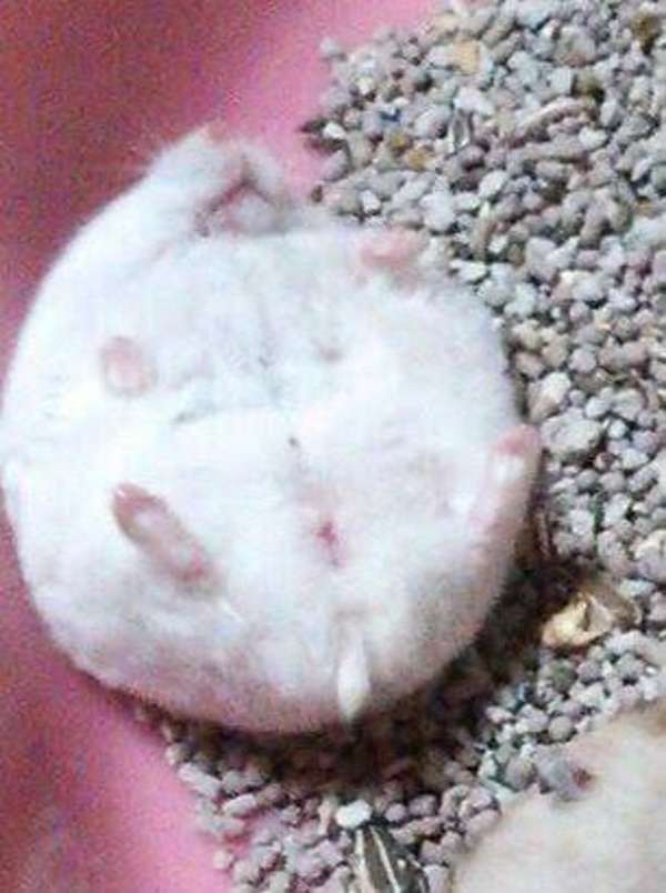 hamster: 3 puzzle online a partir de fotografia