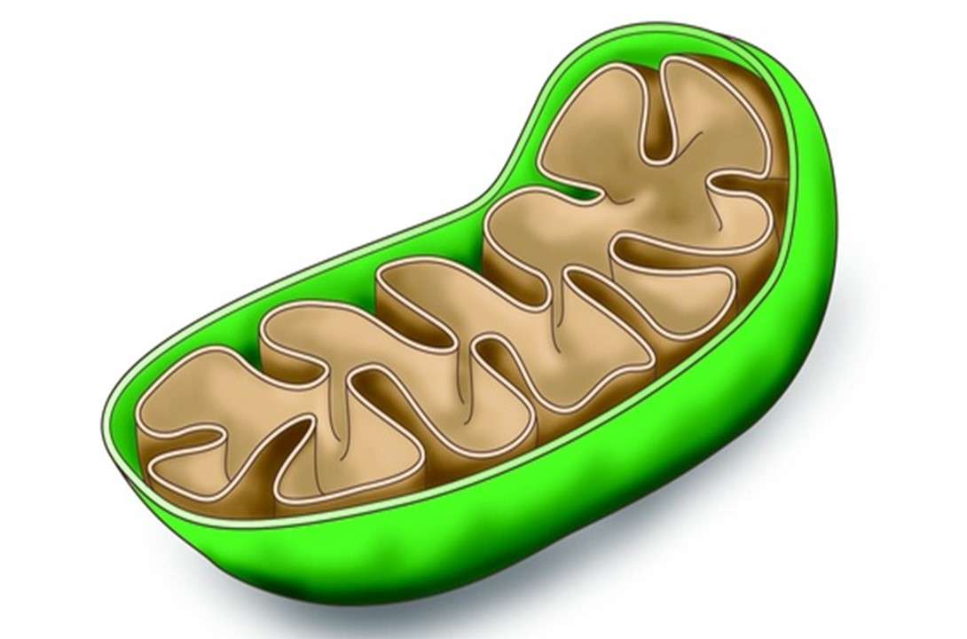 Mitochondrien Online-Puzzle