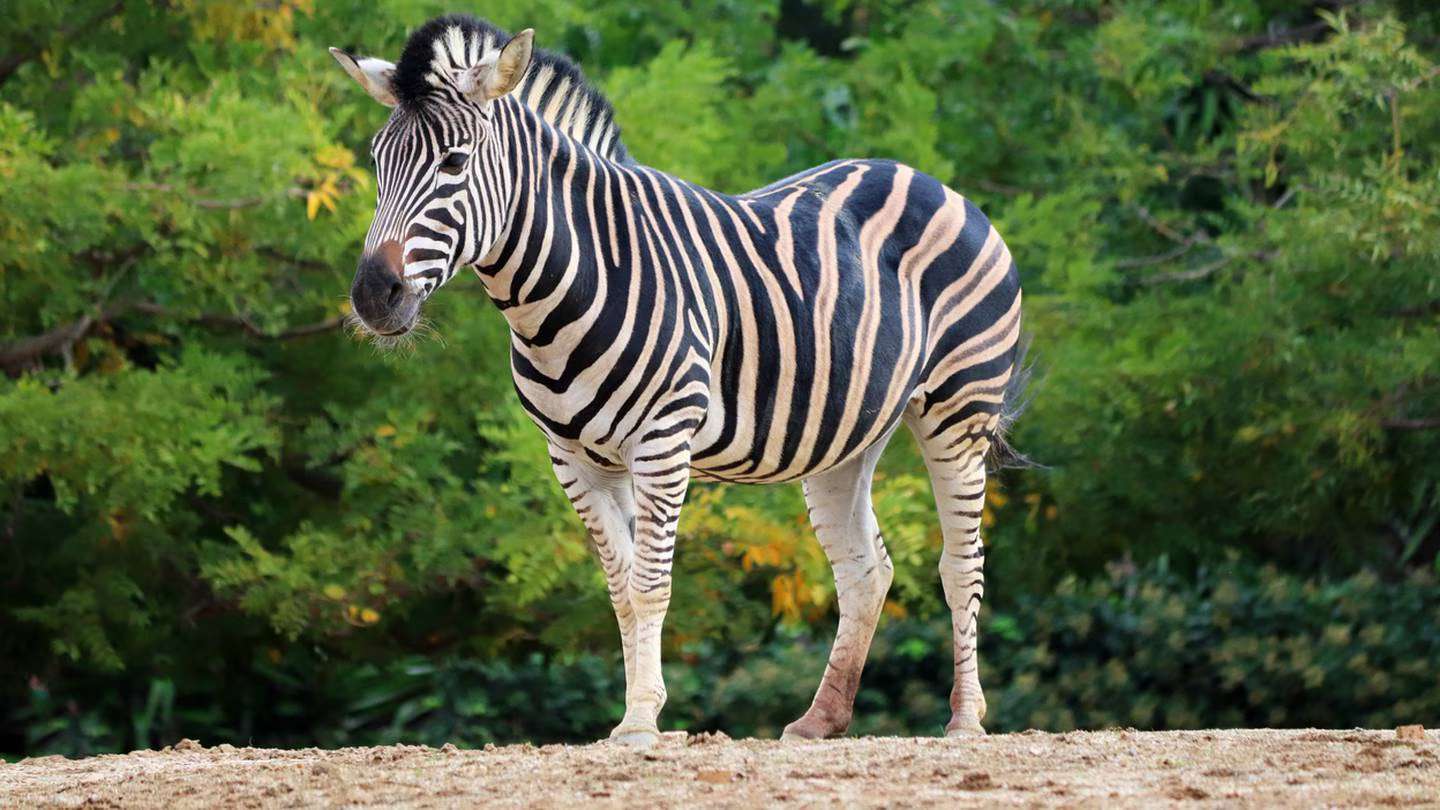 Zebra standing puzzle online from photo