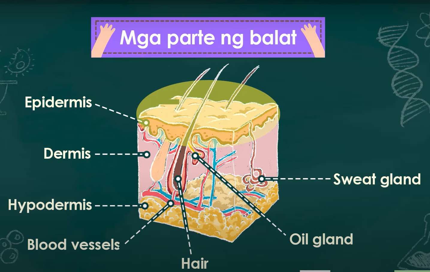 Mga Bahagi ng Balat онлайн пъзел
