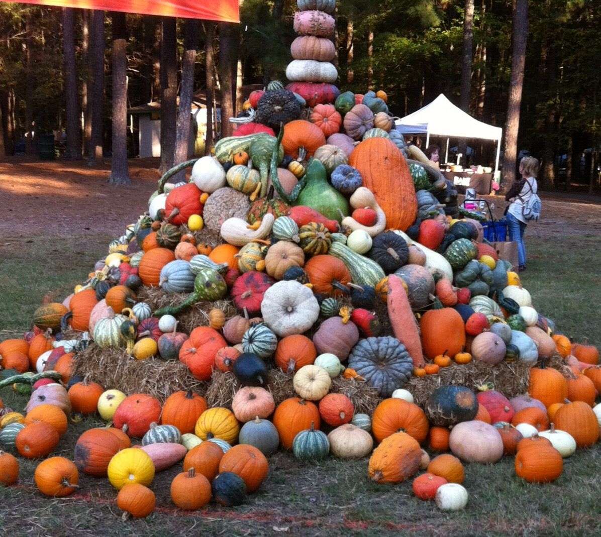 Pile of Pumpkins online puzzle