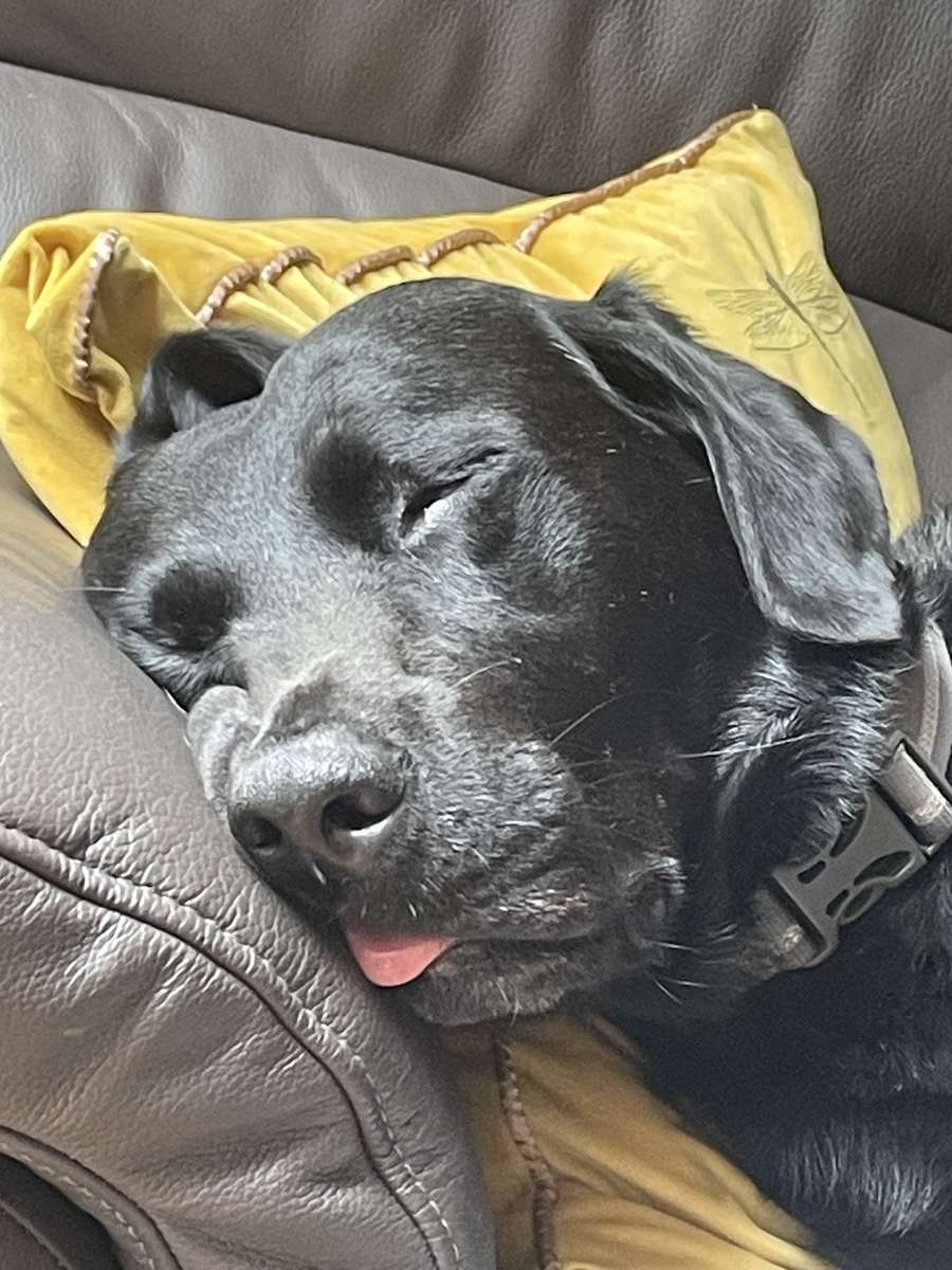 Låt sovande hundar ligga pussel online från foto